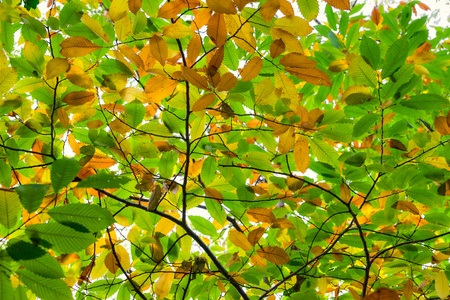 Autumnal Chestnut's Leaf on the tree