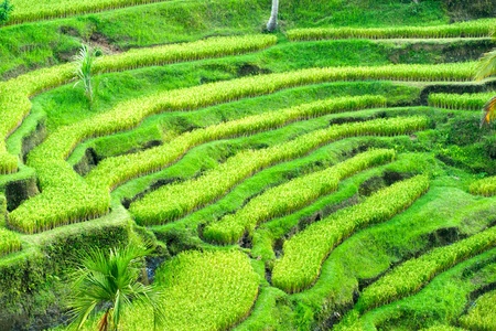 Amazing view of the Rice Terrace field, Ubud, Bali,  Indonesia.の写真素材