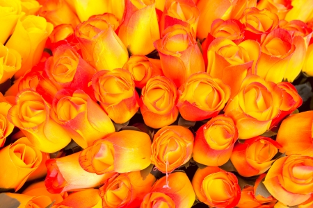 Colorful rose backgroundの写真素材
