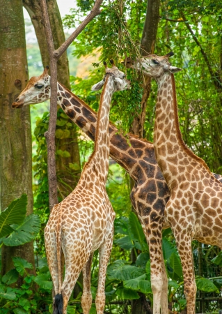 Three Giraffe eating  foliage.の写真素材
