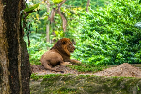 Male Lion relaxing on the grass.の写真素材