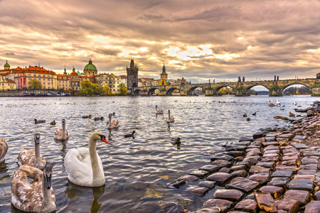 Prague, view of Charles Bridge and Old Town with Swans on the Vltava river. Czech Republicの写真素材