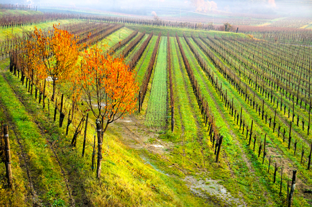 Autumn landscape in Collio Wine region, Friuli Venezia Giulia, Italyの写真素材