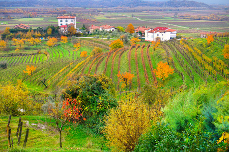 Autumn landscape in Collio Wine region, Friuli Venezia Giulia, Italyの写真素材