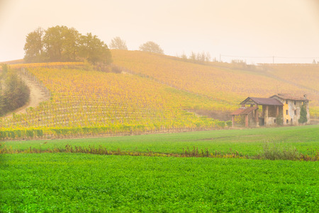 Langhe vineyards of Piedmont in autumn, Italyの写真素材