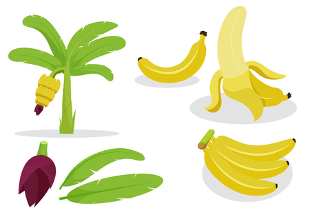 Banana flat cartoon  set for description story.Isolate on white background.Group for easily use.のイラスト素材