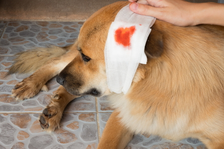 dog wound after head  injured by another dog and it's owner put  hand on it for consolationの写真素材