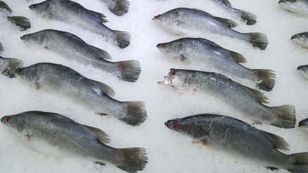 Freez ocean fish is arranged on iceの写真素材