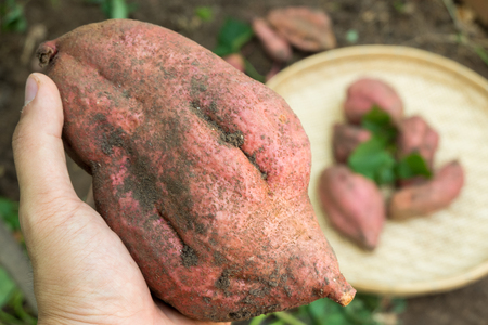 Fresh organic sweet in  farmer hand after harvest from garden.の写真素材