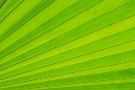 Background texture of green palm leaf simple pattern.の写真素材