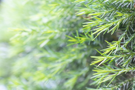 Fresh green pine leaf selective focus  with day side light and copy space. Nature back ground conceptの写真素材