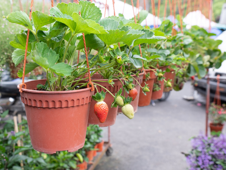 strawberry pots are hanged line in the house garden with day light. hobby little farming concept.の写真素材