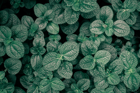 tropical leaves circle shape top view background blue and dark tone.Frusty styleの写真素材
