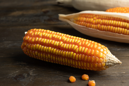Fresh corn put on wood table with window natural light side. still life concept.の写真素材