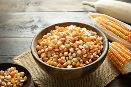 many corn seeds in the bowl put on the mat with corn sheath, Back light food concept.の写真素材