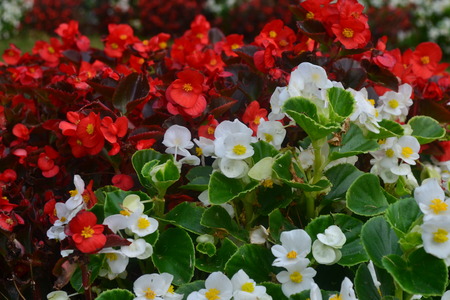 White and red spring flowerの写真素材