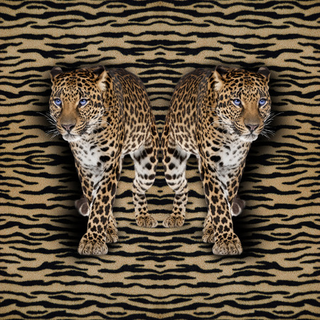 leopard skin backround