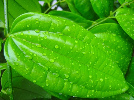 dew drops on leaf surfaceの写真素材