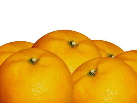 oranges group on whiteの写真素材