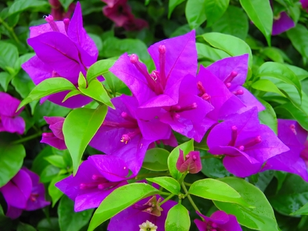 fresh flower plant purpleの写真素材