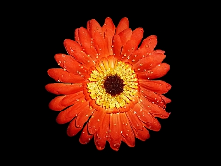 vibrant daisy flower closeupの写真素材