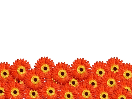 vibrant daisy flower borderの写真素材