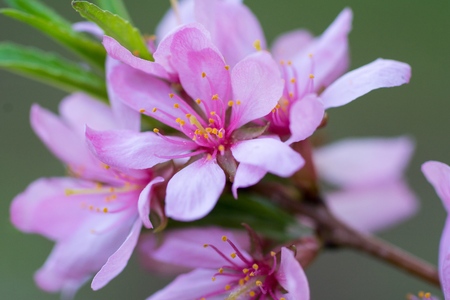 Pink flowers of rhododendronの写真素材