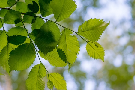 leaves of alder with green and blue blured backgroundの写真素材