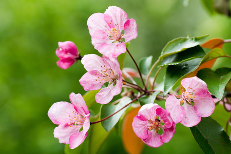 pink apple flowers with leafs and green backgroundの写真素材