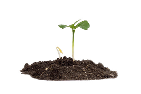 two tiny growing sprout on white backgroundの写真素材