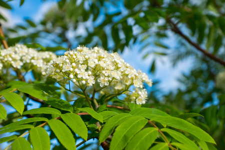 white small flowers with green leaves and blue sky