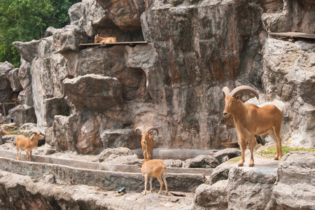 brown mountain goats herd rests in zooの写真素材