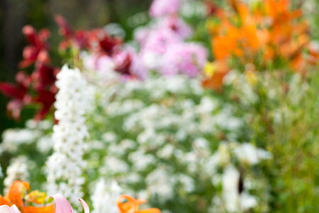 blurred colorful summer flowers backgroundの写真素材