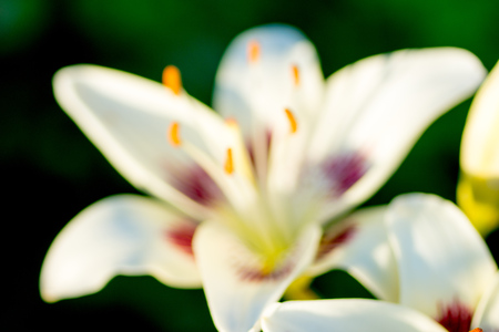 blurred big white summer flower closeupの写真素材