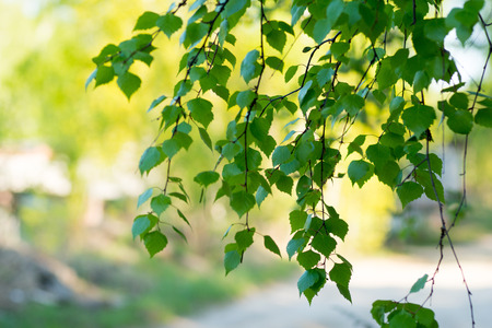 spring young birch leaves on blurred backgroundの写真素材