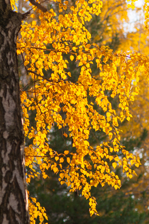 orange birch leaves in sun lightの写真素材