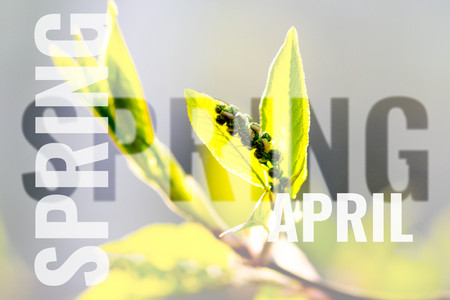 postcard with spring background and month nameの写真素材