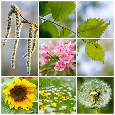summer, collageの写真素材