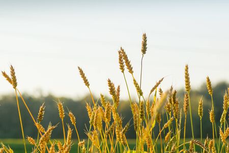 dry wheat ears close up shot with green forest backgroundの写真素材