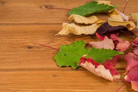 dry autumn colorful leaves on rustic wooden table, sense backgroundの写真素材