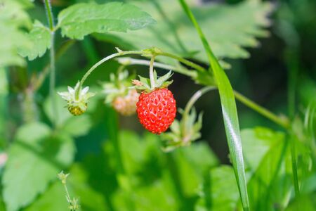 red wild strawberry in forest, sweet aroma berryの写真素材