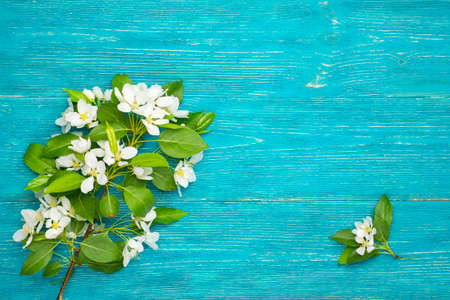 blossom branch on turquoise wood background