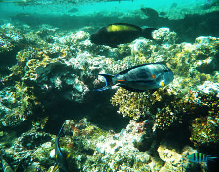 coral reef and fish underwaterの写真素材