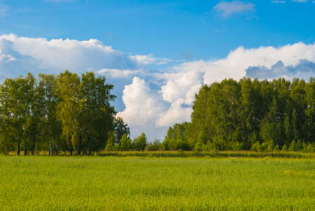 deep blue sky over birch forest and meadowの写真素材