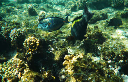 coral reef and fish underwaterの写真素材
