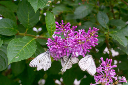 white butterflies on purple lilac flowersの写真素材