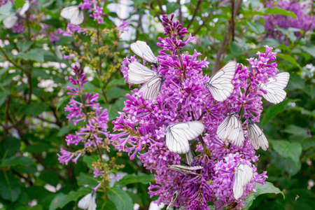 white butterflies on purple lilac flowersの写真素材