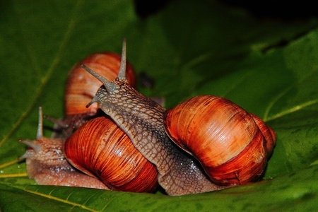 funny snails on the leavesの写真素材