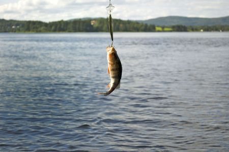 Caught fish at sea