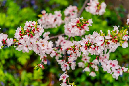 A blooming cherry bush. Cloudy sky after spring rain.